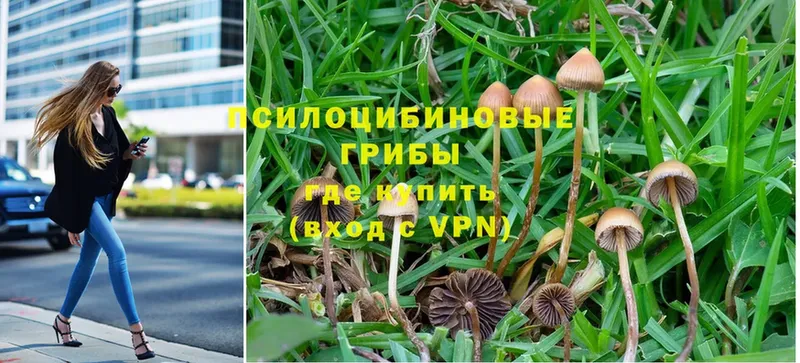 KRAKEN ССЫЛКА  Райчихинск  Галлюциногенные грибы Magic Shrooms 